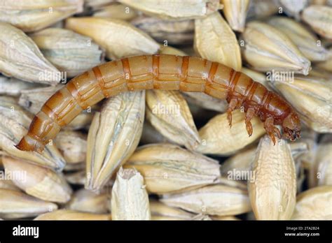 Yellow Mealworm Tenebrio Molitor Beetle Larva On Barley Grain Stock