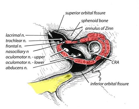 Stylized Representation Of The Orbital Apexthe Oculomotor Nerve The