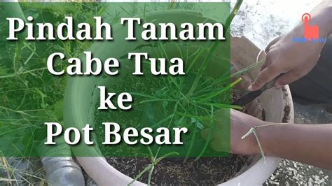 Pindah Tanam Cabe Dari Polybag Ke Pot Besar Youtube