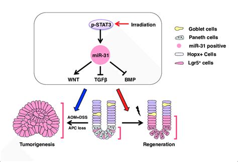 The Mir 31 Working Model In Intestinal Epithelial Regeneration And