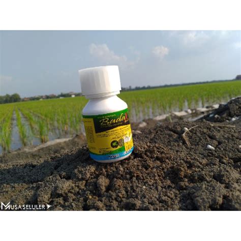 Jual Herbisida Padi Badax Sc Spesialis Brantas Gulma Pada Tanaman