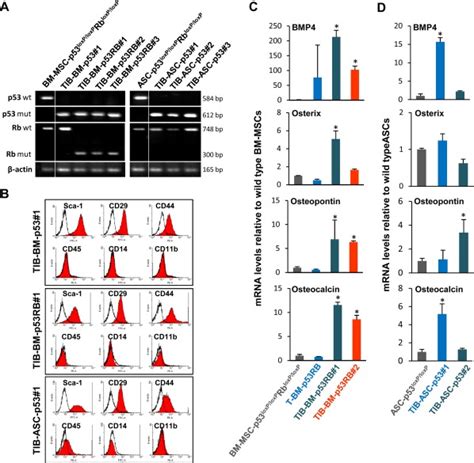 Immortalized Cell Lines Ex Vivo Derived From Primary Osteosarcoma Os