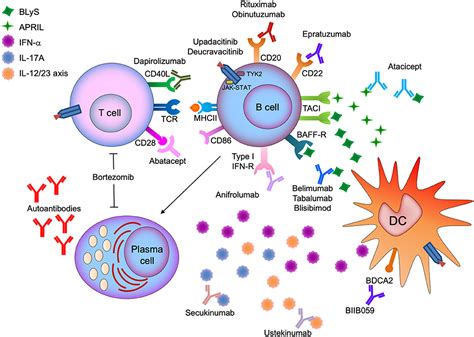 Frontiers B Cells In Systemic Lupus Erythematosus Targets Of New Therapies And Surveillance Tools