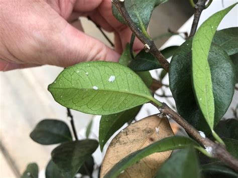 Problems With My Star Jasmine