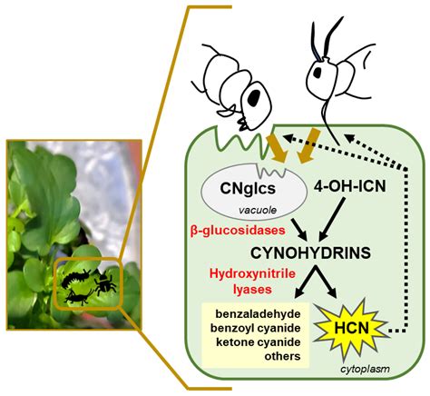 IJMS Free Full Text Cyanogenesis A Plant Defence Strategy Against