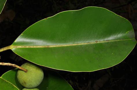 Calophyllum inophyllum (Calophyllaceae) image 81839 at PhytoImages.siu.edu