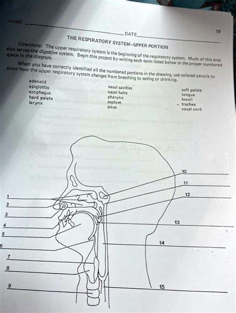 SOLVED NAME DATE THE RESPIRATORY SYSTEM UPPER PORTION Space In The