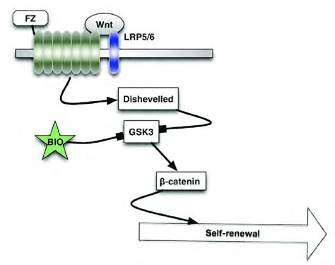 Wnt Signal Pathway Role In Self Renewal Download Scientific Diagram