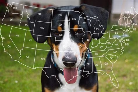 Entlebucher Mountain Dog Facts You Should Know (with Pictures).