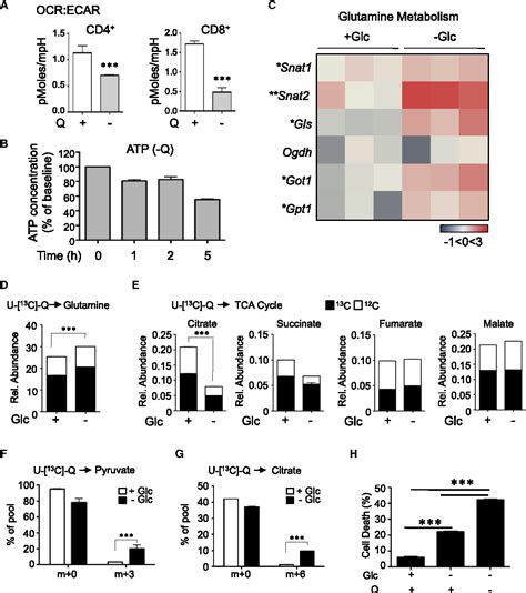 Figure 1 From The Energy Sensor AMPK Regulates T Cell Metabolic