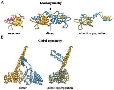 Homo Oligomeric Proteins Encyclopedia Mdpi