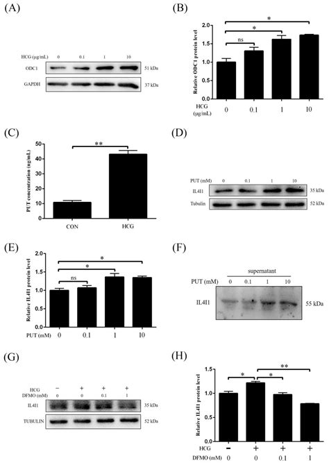 IJMS | Free Full-Text | Human Chorionic Gonadotropin-Stimulated ...