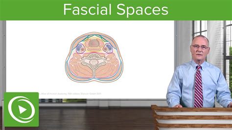 Fascial Spaces And Surgical Access To Trachea Neck Head And Neck