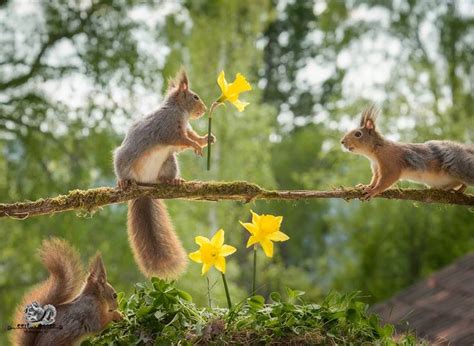 20 Beautiful Photographs Of Squirrels That Will Make You Smile