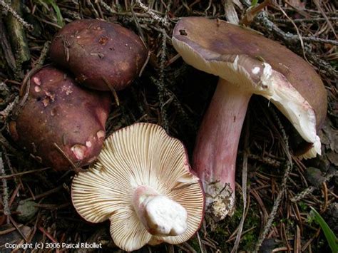 MycoDB : Fiche de Russula queletii