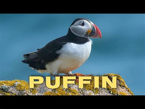 Atlantic Puffin Sound Puffin Call YouTube