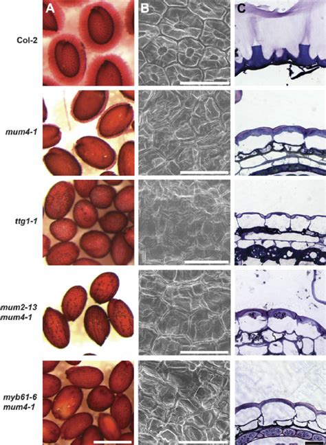 Mucilage Release And Seed Coat Structure Of Controls And Mum4 Enhancer