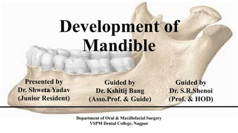 Development of mandible - Dr. Shweta Yadav - Oral and Maxillofacial Surgery | PPT