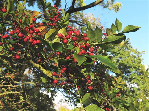 Täuschendes Gelbholz Zanthoxylum simulans Botanischer Garten