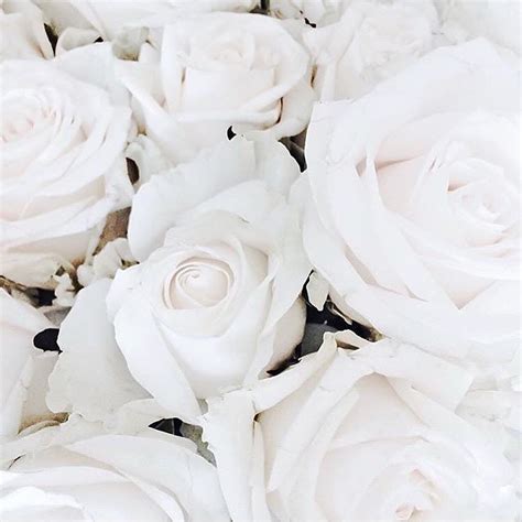 White Rose Aesthetic Pinterest In Addition To Free Png Format Images