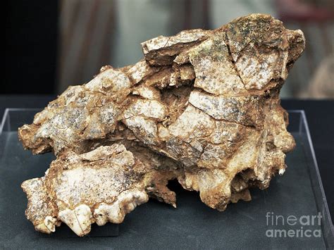 Hyena Skull Fossil Photograph by Javier Trueba/msf/science Photo Library - Fine Art America