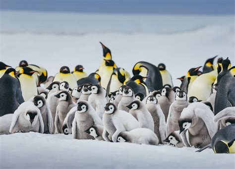 A once-in-a-lifetime expedition cruise to the emperor penguins of snow ...
