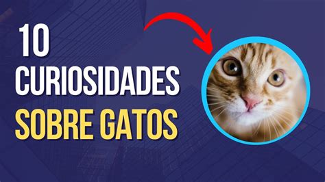 10 Curiosidades sobre gatos que você provavelmente não sabia YouTube