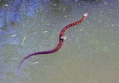 Water Moccasin vs Copperhead | Which picture is the brown water snake ...