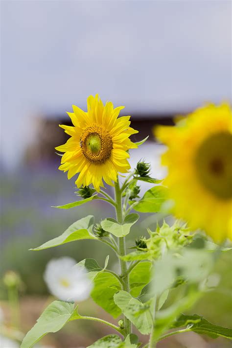 Sunflower Flower Petals Yellow Leaves HD Phone Wallpaper Peakpx