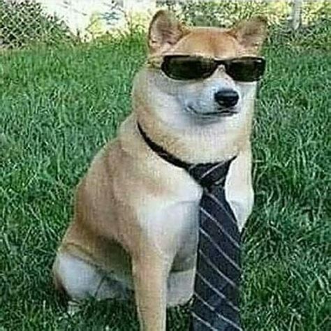 Perro Facha Meme Subido Por Un Vato Xd Memedroid