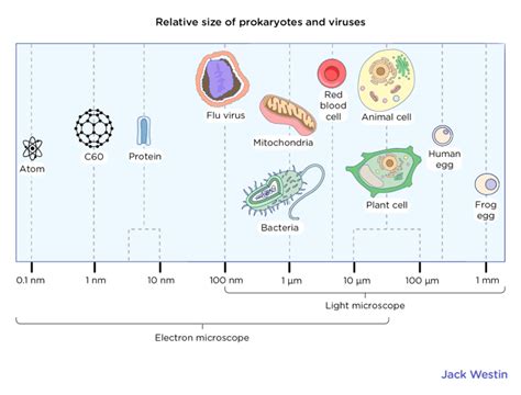 Size Relative To Bacteria And Eukaryotic Cells - Virus Structure - MCAT ...