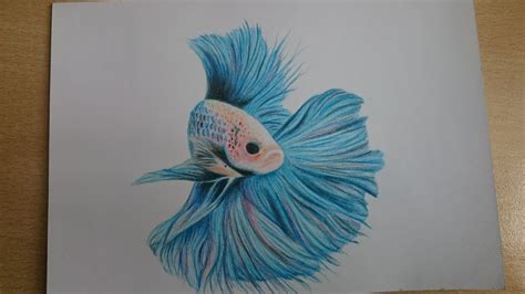 Betta fish-color pencil | Easy drawings sketches, Easy drawings, Fish art