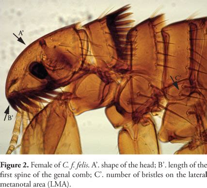 Ctenocephalides Canis Vs Felis