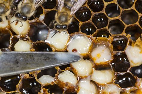 What Are Varroa Mites And Why Is Australia Putting Their Honey Bees On ...