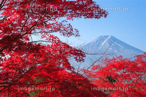 山梨県富士吉田市 紅葉の間から覗く富士山 新倉富士浅間神社の参道からの写真素材 210185731 イメージマート