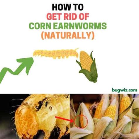 How To Get Rid Of Corn Earworms Naturally Guide Bugwiz