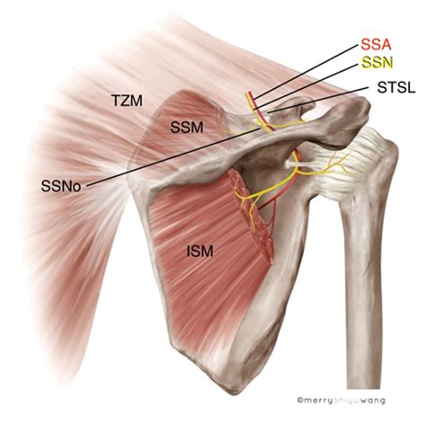 Suprascapular Nerve Block Fluoro Hot Sex Picture