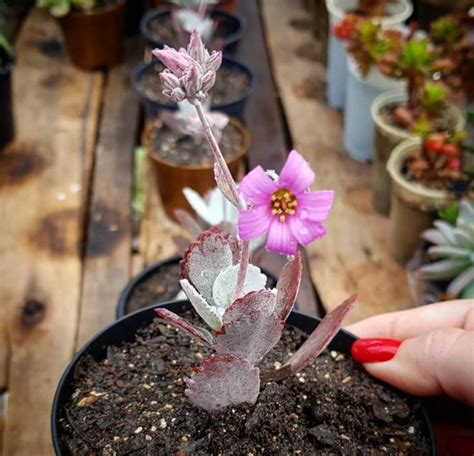 Kalanchoe Pumila Baker Elo7