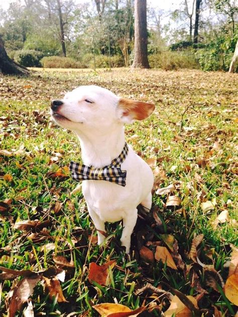 Just 20 Photos Of Dogs Wearing Ties Cuteness