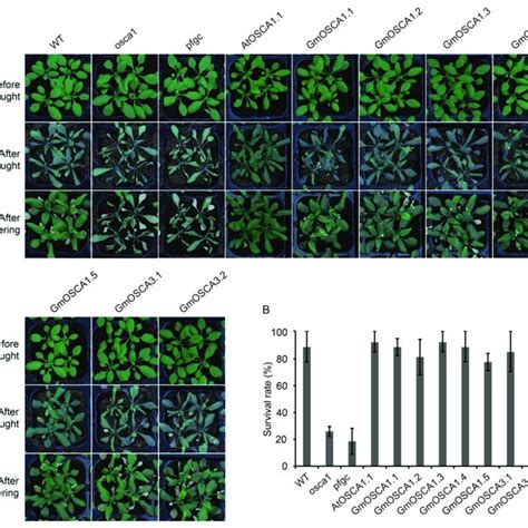 The Drought Responsive Phenotypes Of Gmoscas Transgenic Arabidopsis