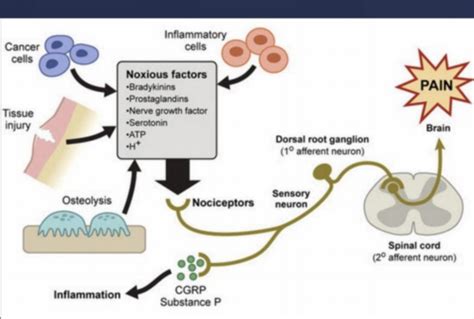 Physiology Of Pain Flashcards Quizlet