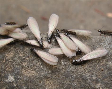 Western Subterranean Termites