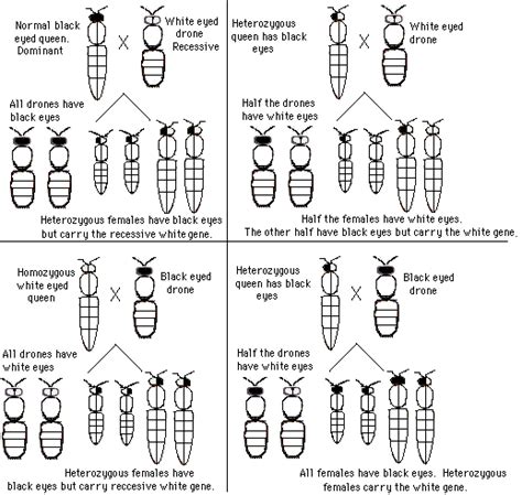 Honey Bee Mutations