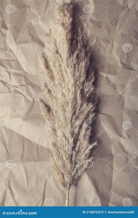 Dry Pampas Grass On Beige Background Minimal Stylish Monochrome Concept Stock Image Image