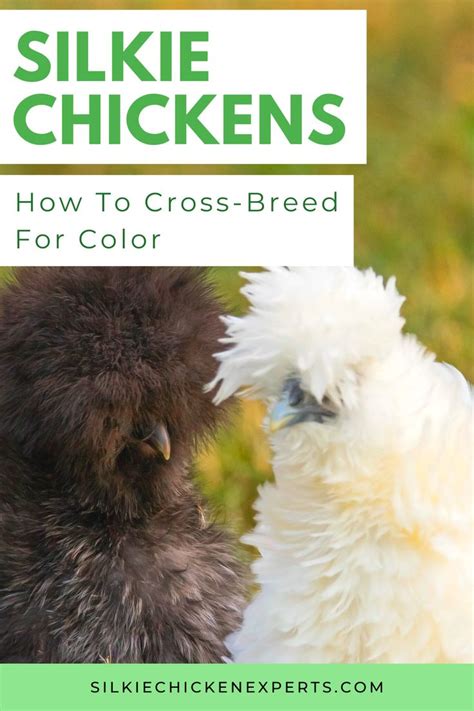 A Complete Guide To Silkie Chicken Colors: Breeding Chart, Sexing ...