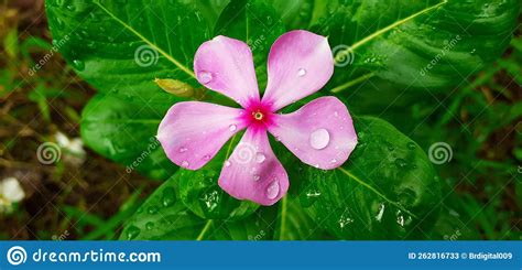 Pink Catharanthus Roseus Flower On Green Leaves Background And Dew