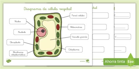 Ficha De Trabajo De Las Partes De Una Celula Animal