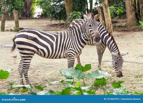 Dos Hermosas Cebras Africanas Rayadas En El Pasto Vida Silvestre Foto