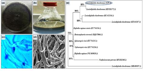 Depicts The Morphology Of A Strain Lasiodiplodia Theobromae SJF 1 On