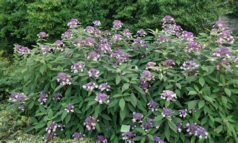 Zielono Zakręceni Hortensja kosmata omszona Hydrangea aspera Velvet